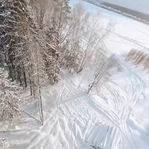 FPV-съёмка · Медведь